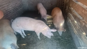 porci 100 - 120 kg - imagine 3