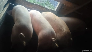 porci 100 - 120 kg - imagine 4
