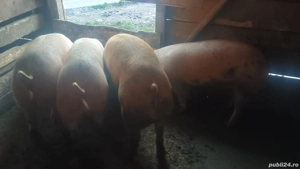 porci 100 - 120 kg - imagine 5