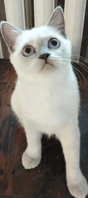 Vânzare Pisici 3 luni - imagine 3