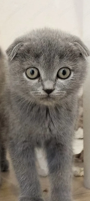 Vânzare Pisici 3 luni