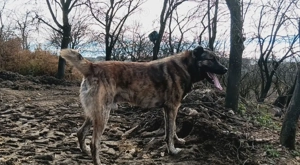 Vând câine ciobănesc  - imagine 3