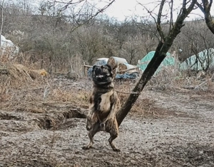 Vând câine ciobănesc  - imagine 2