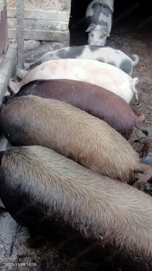 Vând porci pt Crăciun 