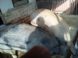 Porci ptr sacrificat  - imagine 4