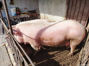 Purcea de vanzare - imagine 3