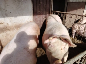 Purcea de vanzare - imagine 2