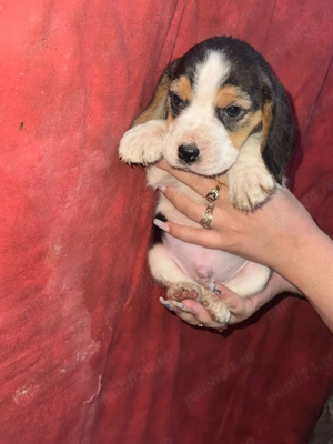 Pui beagle tricolor