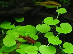 Vand plante de acvariu - Hydrocotyle leucocephala