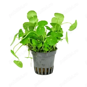 Vand plante de acvariu - Hydrocotyle leucocephala - imagine 3