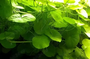 Vand plante de acvariu - Hydrocotyle leucocephala - imagine 2