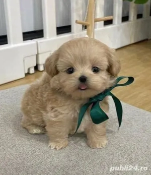 maltipoo poodle mini toy 