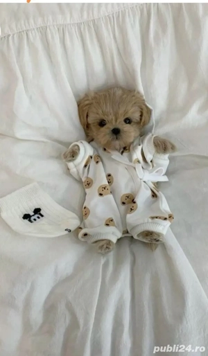 maltipoo poodle mini toy  - imagine 2