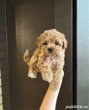 maltipoo poodle mini toy apricot  - imagine 3