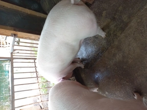 De vânzare - imagine 4