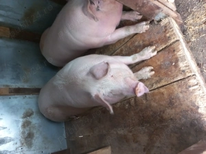 De vânzare - imagine 2