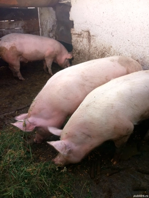 porci de vînzare leș 