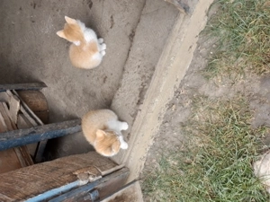 Donez doi pui de pisica frumosi si jucausi