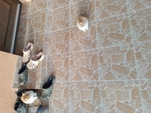 Donez doi pui de pisica frumosi si jucausi - imagine 2