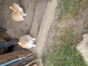 Donez doi pui de pisica frumosi si jucausi - imagine 5