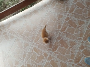 Donez doi pui de pisica frumosi si jucausi - imagine 4