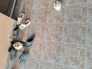 Donez doi pui de pisica frumosi si jucausi - imagine 3