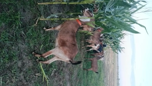 capre si iede anglonubiene gestante