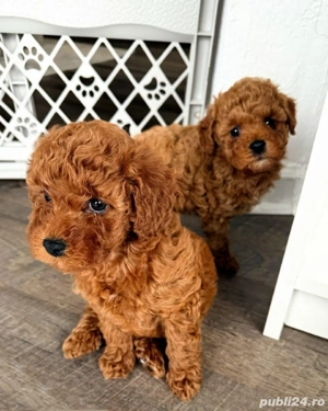 pudel poodle caniche red  barboncino