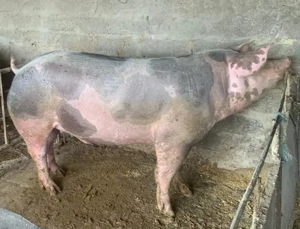 Vând sau arvunesc porci pentru Crăciun - imagine 2