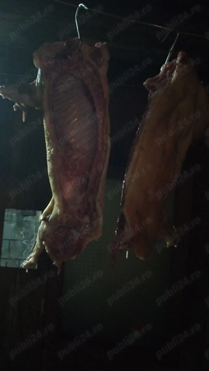 Purcei mangalita și  vietnamezi - imagine 2