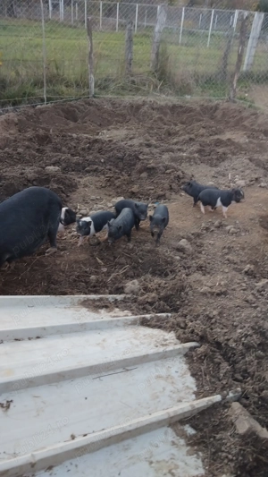 Purcei mangalita și  vietnamezi - imagine 4