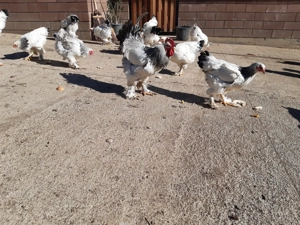 De vânzare com Dobrin Sj - imagine 3