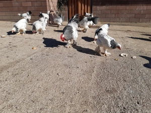 De vânzare com Dobrin Sj