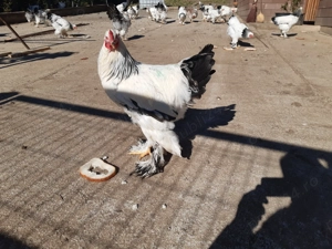 De vânzare com Dobrin Sj 