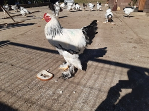 De vânzare com Dobrin Sj - imagine 2