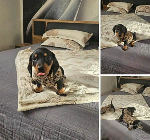 De Vânzare pui Teckel negru cu pete de Foc