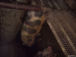 porci , pt Crăciun  - imagine 2