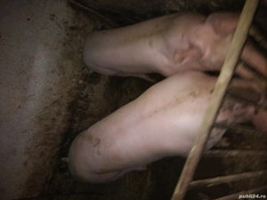 porci , pt Crăciun  - imagine 5