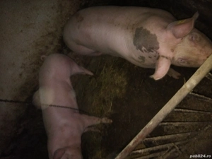 porci , pt Crăciun  - imagine 6