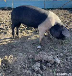 Vier bazna de vanzare