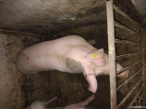 porci , pt Crăciun  - imagine 7