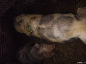 porci , pt Crăciun  - imagine 4