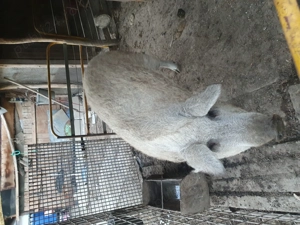 Vând porc de Crăciun Mangalița încrucișați cu mistreț 