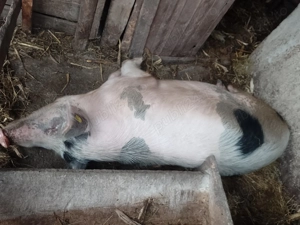 Porci de Crăciun 14 lei kg  - imagine 5