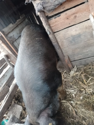 Porci de Crăciun 14 lei kg  - imagine 4