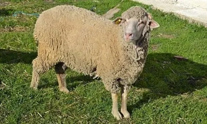 Oii pentru pastramă grase si bune