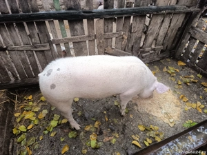 vând vier pietrain x marele alb 100-110 kg