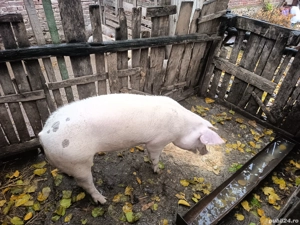 vând vier pietrain x marele alb 100-110 kg - imagine 4