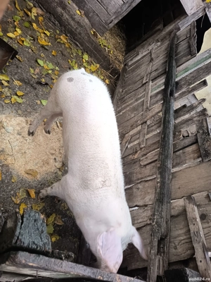 vând vier pietrain x marele alb 100-110 kg - imagine 3