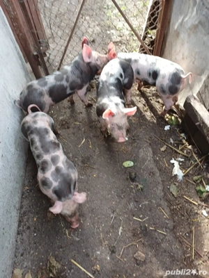 Purcei de vanzare  - imagine 2